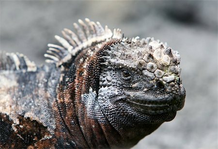 simsearch:400-05181065,k - Close Up Marine Iguana on the Galapagos Islands of Ecuador Stock Photo - Budget Royalty-Free & Subscription, Code: 400-04532404