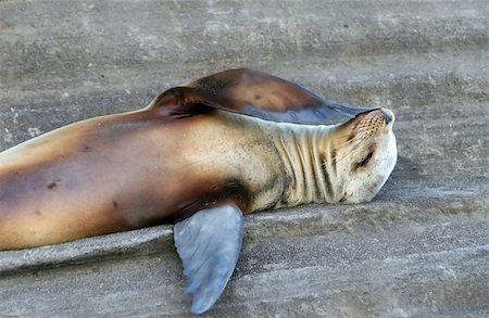 simsearch:400-04533218,k - A Sea Lion ponders lifes great mysteries on his back Stock Photo - Budget Royalty-Free & Subscription, Code: 400-04532405