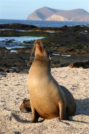 simsearch:400-04533218,k - A female Sea Lion on the beach of the Galapagos Islands Stock Photo - Budget Royalty-Free & Subscription, Code: 400-04532409