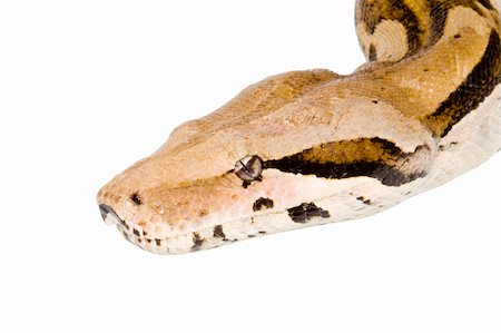 Head of a large adult Boa Constrictor  - detail Stock Photo - Budget Royalty-Free & Subscription, Code: 400-04532489