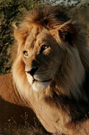 simsearch:400-04727848,k - Portrait of a big male African lion (Panthera leo), Kalahari desert, South Africa Stock Photo - Budget Royalty-Free & Subscription, Code: 400-04532989