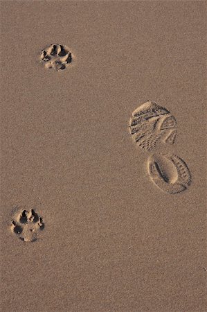 Dog and human footprints on the sand of a beach Stock Photo - Budget Royalty-Free & Subscription, Code: 400-04533402
