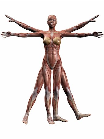 3D Render of Female Human Body Anatomy Stock Photo - Budget Royalty-Free & Subscription, Code: 400-04546067