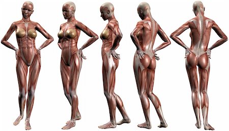 3D Render of Female Human Body Anatomy Stock Photo - Budget Royalty-Free & Subscription, Code: 400-04546068