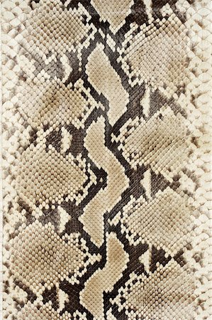 simsearch:400-04569718,k - Snake skin leather close-up. Stock Photo - Budget Royalty-Free & Subscription, Code: 400-04546060