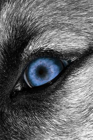 scary dog - A macro shot of a wolf with a Blue eye Stock Photo - Budget Royalty-Free & Subscription, Code: 400-04546416