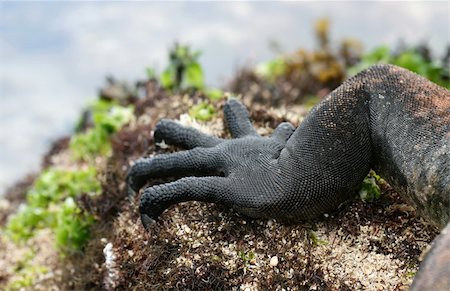 simsearch:400-05181065,k - Close up claws on a marine iguana Stock Photo - Budget Royalty-Free & Subscription, Code: 400-04547255
