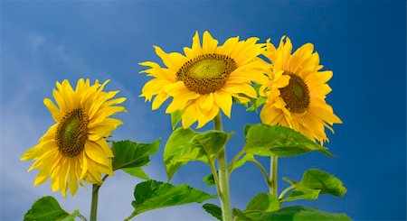 simsearch:400-04996406,k - View of nice fresh sunflower on blue sky back Stock Photo - Budget Royalty-Free & Subscription, Code: 400-04548968