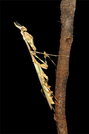 simsearch:400-04698964,k - Cone-headed mantid on black, southern Africa Photographie de stock - Aubaine LD & Abonnement, Code: 400-04542133