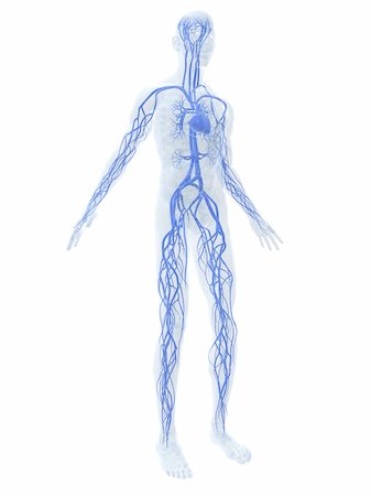 simsearch:400-04178497,k - 3d rendered anatomy illustration of  a human body shape with vascular system Stock Photo - Budget Royalty-Free & Subscription, Code: 400-04542478