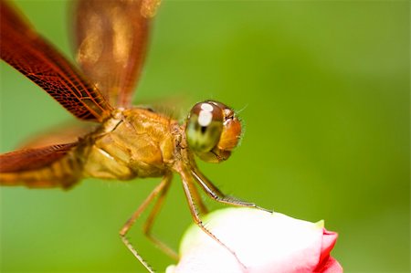 A dragonfly resting on a flower bud Stock Photo - Budget Royalty-Free & Subscription, Code: 400-04542818