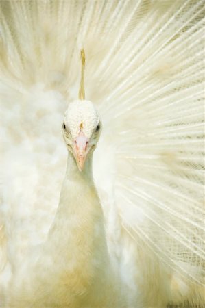 simsearch:400-05725990,k - closeup on a nice white peacock Stock Photo - Budget Royalty-Free & Subscription, Code: 400-04542837