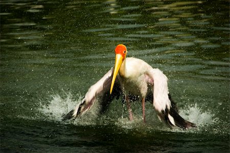 feathers and water drops - stork cleaning it feather Stock Photo - Budget Royalty-Free & Subscription, Code: 400-04542838