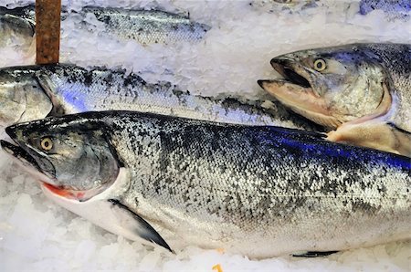 edible picture of fish - Frozen king salmon for sale at Pike Place Market, Seattle Stock Photo - Budget Royalty-Free & Subscription, Code: 400-04543925