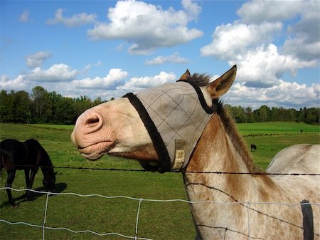 A horse with a burlap sack covering it's eyes. Stock Photo - Budget Royalty-Free & Subscription, Code: 400-04554027
