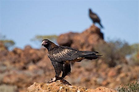simsearch:400-04604339,k - Two Wedge-tailed Eagles on the rocks Stock Photo - Budget Royalty-Free & Subscription, Code: 400-04555077