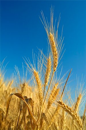 simsearch:400-04996406,k - close-up of stalk of wheat in the field Stock Photo - Budget Royalty-Free & Subscription, Code: 400-04556784