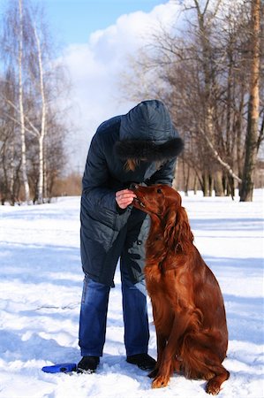 setters - The woman feeds a red irish setter. Winter, a snow. Stock Photo - Budget Royalty-Free & Subscription, Code: 400-04557557