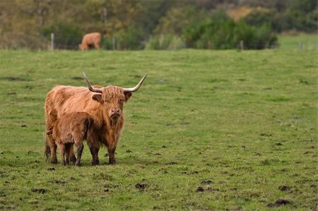 simsearch:400-05135877,k - A herd of highland cattle in a scottish field Photographie de stock - Aubaine LD & Abonnement, Code: 400-04557680