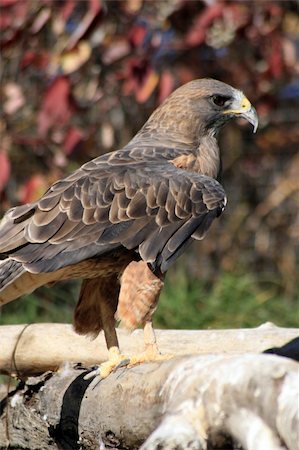 staring eagle - Hawk posing on tree Photographie de stock - Aubaine LD & Abonnement, Code: 400-04558441