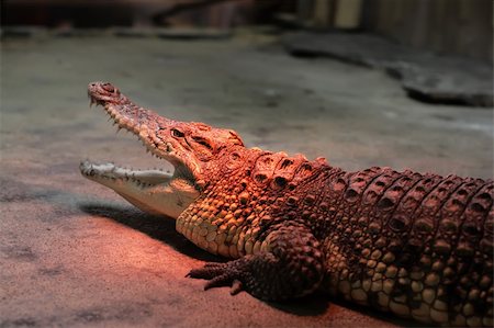 simsearch:400-05123541,k - crocodile warming at the zoo Stock Photo - Budget Royalty-Free & Subscription, Code: 400-04558466