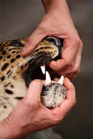 simsearch:400-05123541,k - Furious leopard and man's hand close-up Stock Photo - Budget Royalty-Free & Subscription, Code: 400-04558774