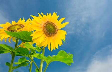simsearch:400-04996406,k - View of nice fresh sunflower on blue sky back Stock Photo - Budget Royalty-Free & Subscription, Code: 400-04552092
