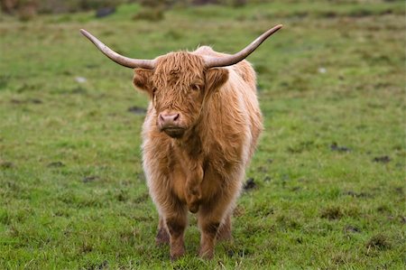 simsearch:400-05135877,k - Portrait of a highland cattle in a scottish field Photographie de stock - Aubaine LD & Abonnement, Code: 400-04564485