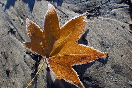 Frosted maple leaf glittering in the sun on a wet sand patch Stock Photo - Budget Royalty-Free & Subscription, Code: 400-04564795