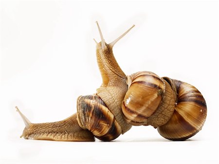 three snails macro crawling on top of each other Stock Photo - Budget Royalty-Free & Subscription, Code: 400-04565399
