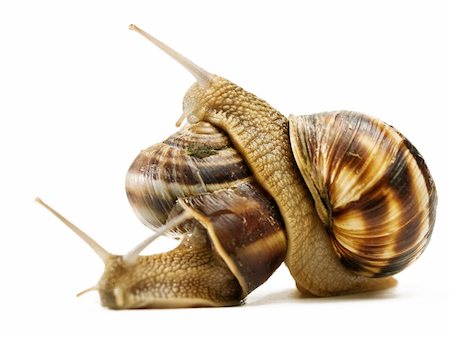 two snails macro crawling on top of each other Stock Photo - Budget Royalty-Free & Subscription, Code: 400-04565401