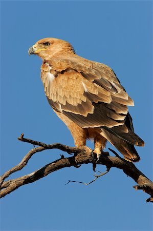 staring eagle - Tawny eagle (Aquila rapax) perched on a branch, Kalahari desert, South Africa Photographie de stock - Aubaine LD & Abonnement, Code: 400-04566168