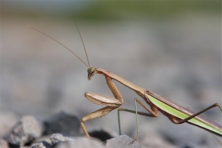 flower mantis - Praying Mantis hunting on rocks Stock Photo - Budget Royalty-Free & Subscription, Code: 400-04566493