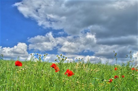simsearch:400-03991406,k - wild summer meadow against dark cumulus clouds Stock Photo - Budget Royalty-Free & Subscription, Code: 400-04566797
