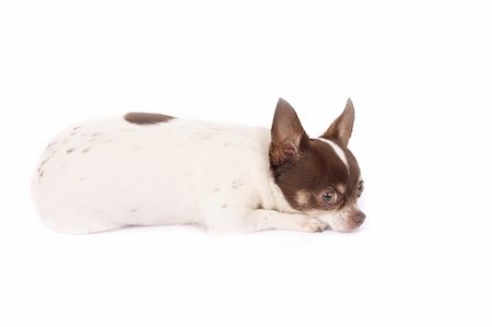 simsearch:400-06424912,k - brown and white chihuahua dog on the white background Foto de stock - Super Valor sin royalties y Suscripción, Código: 400-04566932