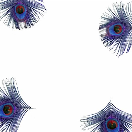 peacock pattern photography - Iridescent eyes of  four electric blue and purple peacock feathers set at the corners of the frame, against a white background. Stock Photo - Budget Royalty-Free & Subscription, Code: 400-04567385