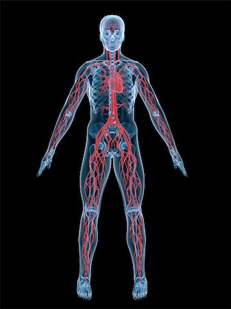 simsearch:400-05753572,k - 3d rendered anatomy illustration of the human vascular system Stock Photo - Budget Royalty-Free & Subscription, Code: 400-04569885