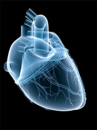 simsearch:400-04178497,k - 3d rendered x-ray illustration of a human heart Stock Photo - Budget Royalty-Free & Subscription, Code: 400-04569891