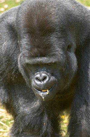 A silverback gorilla at feeding time in a zoo Stock Photo - Budget Royalty-Free & Subscription, Code: 400-04560201