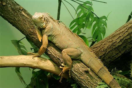 simsearch:400-05181065,k - Chameleon sits on branch. Close up Stock Photo - Budget Royalty-Free & Subscription, Code: 400-04560420