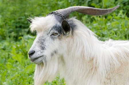horned domestic male goat grazing at green lush meadow Photographie de stock - Aubaine LD & Abonnement, Code: 400-04560677