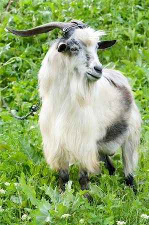 horned domestic male goat grazing at green lush meadow Photographie de stock - Aubaine LD & Abonnement, Code: 400-04560678