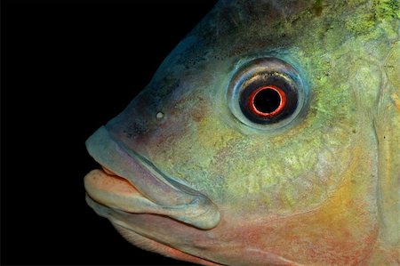 simsearch:400-05123541,k - Portrait of an African Nembwe fish (Serranochromis robustus), Zambezi river, southern Africa Stock Photo - Budget Royalty-Free & Subscription, Code: 400-04560784