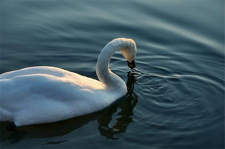 swan Stock Photo - Budget Royalty-Free & Subscription, Code: 400-04561928
