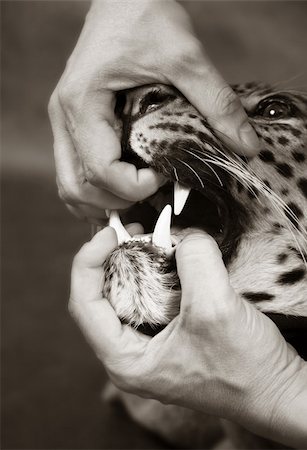 simsearch:400-05123541,k - Furious leopard and man's hand close-up Stock Photo - Budget Royalty-Free & Subscription, Code: 400-04562243