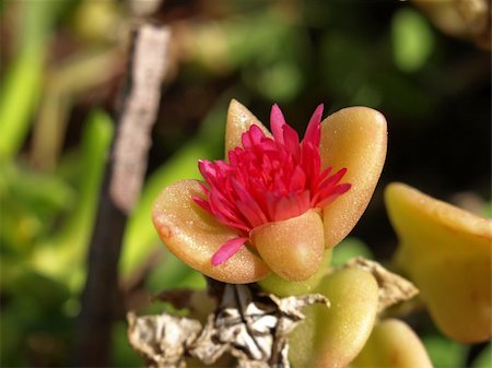 sedum - close-up image of a sedum nussbaumerianum flower Stock Photo - Budget Royalty-Free & Subscription, Code: 400-04562729