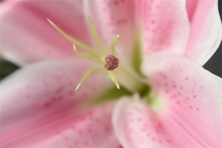 Beautiful lily close-up Foto de stock - Super Valor sin royalties y Suscripción, Código: 400-04563334