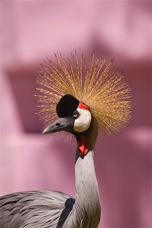 Close-up of a Grey Crowned Crane. Taken in Fuerteventura, Spain. Stock Photo - Budget Royalty-Free & Subscription, Code: 400-04563366