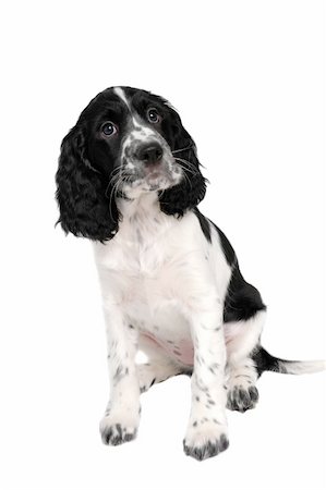 springer spaniel - English springer spaniel puppy isolated on white Stock Photo - Budget Royalty-Free & Subscription, Code: 400-04563852