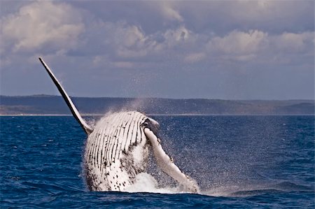 exhibitionist - A Humpback whale breach in the hervey bay Australia Stock Photo - Budget Royalty-Free & Subscription, Code: 400-04575361